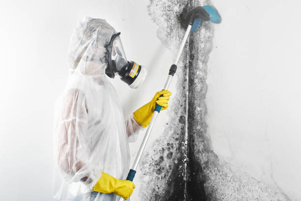 Best Mold Removal for HVAC Installations  in West Haven, CT