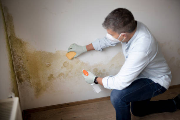 Reliable West Haven, CT Mold Removal Solutions