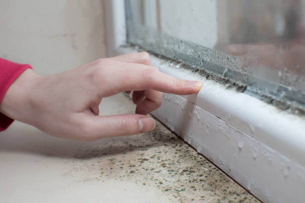 Best Industrial Mold Remediation  in West Haven, CT
